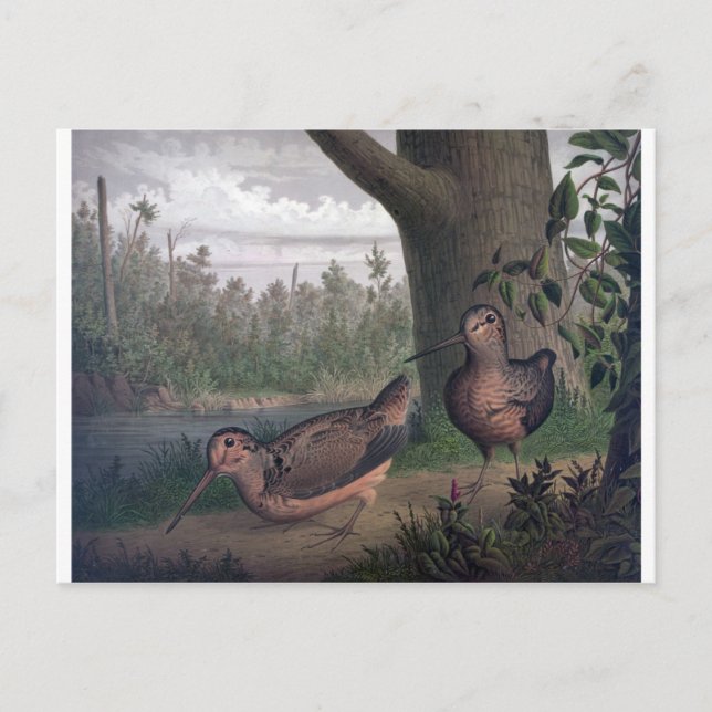 Postal pintura de gallos de caza. (Anverso)