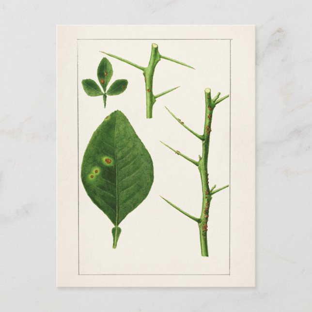 Postal Pintura de hojas naranjas (Poncirus Trifoliata) (Anverso)