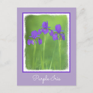 Postal Pintura de iris morado - Arte de flores original