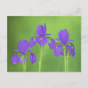 Postal Pintura de iris morado - Arte de flores original