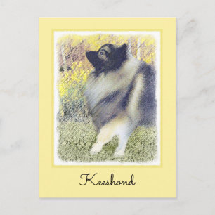 Postal Pintura de Keeshond Aspen - Arte Perro Original Cu