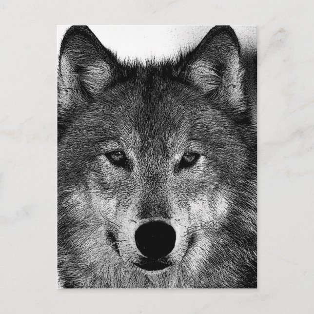 Postal Pintura de Lobo Blanco y Negro (Anverso)