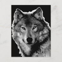 Pintura de Lobo Blanco y Negro
