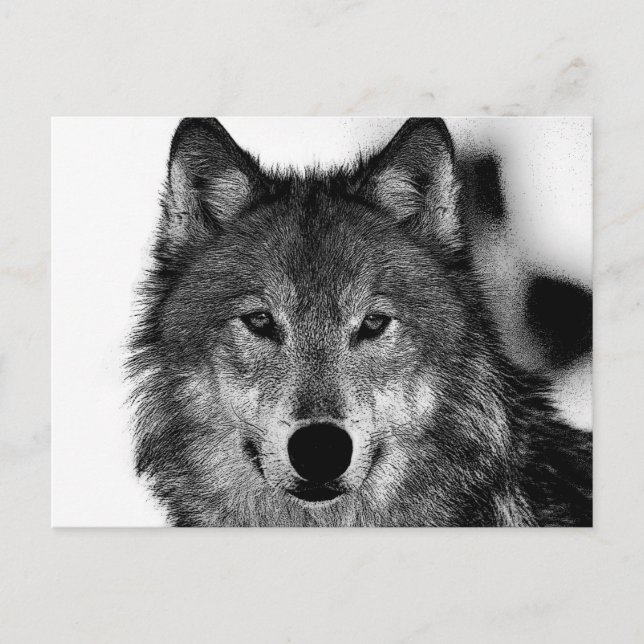 Postal Pintura de Lobo Blanco y Negro (Anverso)