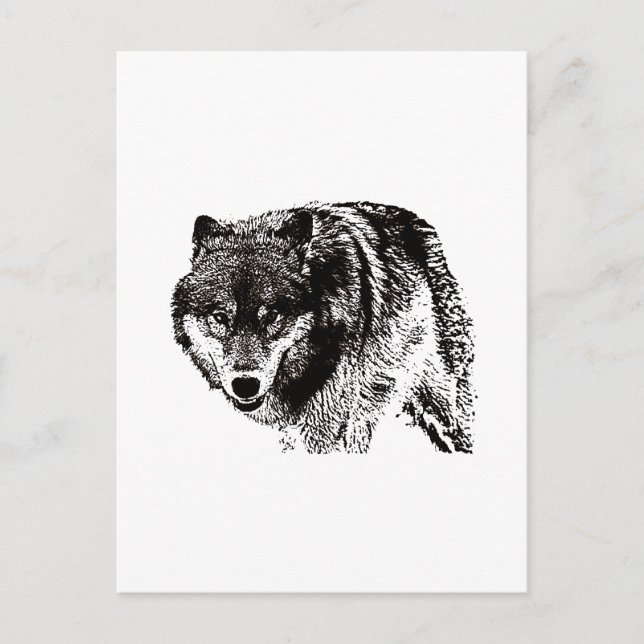 Postal Pintura de Lobo Salvaje en blanco y negro (Anverso)