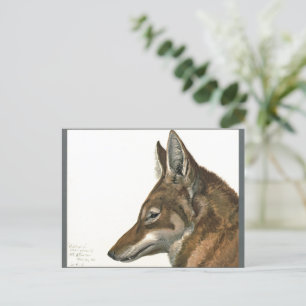 Postal Pintura de lobo vintage Raras