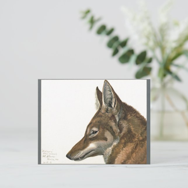 Postal Pintura de lobo vintage Raras (Anverso de pie)