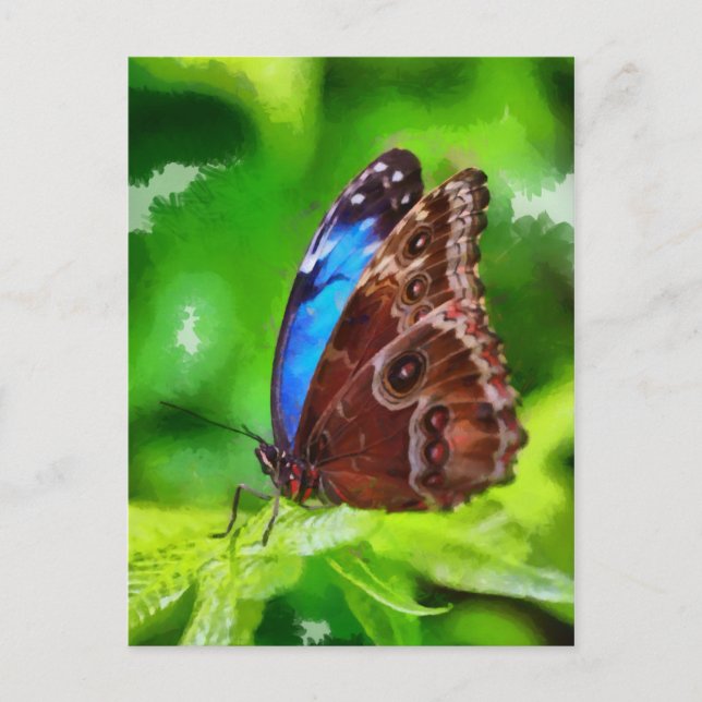 Postal Pintura de mariposa (Anverso)