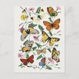 Postal Pintura de mariposas y polillas por Paul Gervais