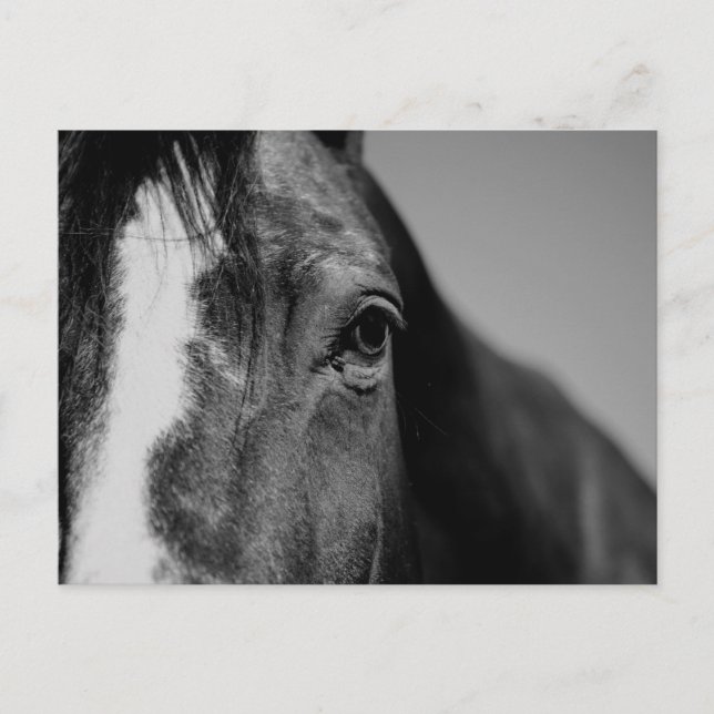 Postal Pintura de ojos de caballo blanco negro (Anverso)