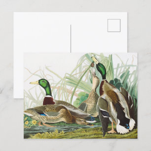 Postal Pintura de pájaro Audubon del pato mallard