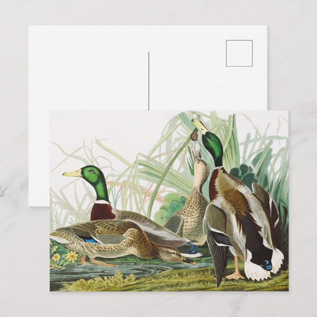 Postal Pintura de pájaro Audubon del pato mallard (Anverso / Reverso)