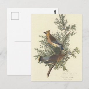 Postal Pintura de pájaro cedro de Audubon