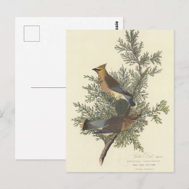 Postal Pintura de pájaro cedro de Audubon (Anverso / Reverso)