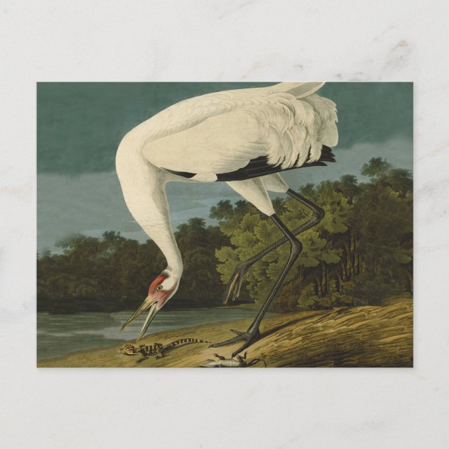 Postal Pintura de pájaro de Crane Audubon (Anverso)