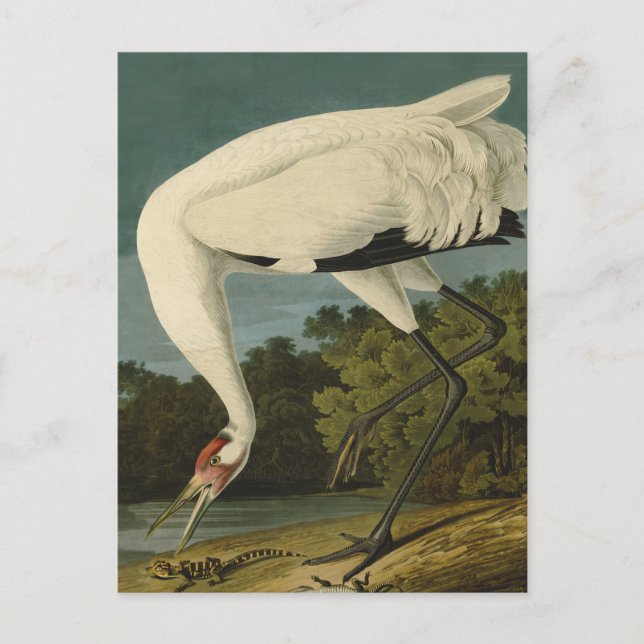 Postal Pintura de pájaro de Crane Audubon (Anverso)