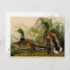 Postal Pintura de pájaro de Mallard Duck Audubon (Anverso / Reverso)