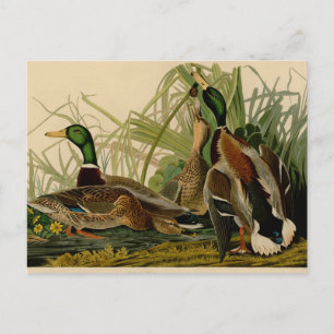 Postal Pintura de pájaro de Mallard Duck Audubon