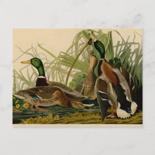 Postal Pintura de pájaro de Mallard Duck Audubon