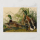Postal Pintura de pájaro de Mallard Duck Audubon (Anverso)