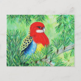 Postal Pintura de pájaro de Rosella