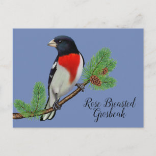 Postal Pintura de pájaro negro rojo, Picogordo pechirojo