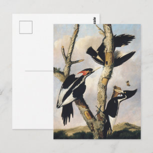 Postal Pintura de pájaros de carpintero de marfil de Audu