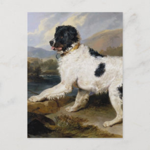 Postal Pintura de perro de Terranova