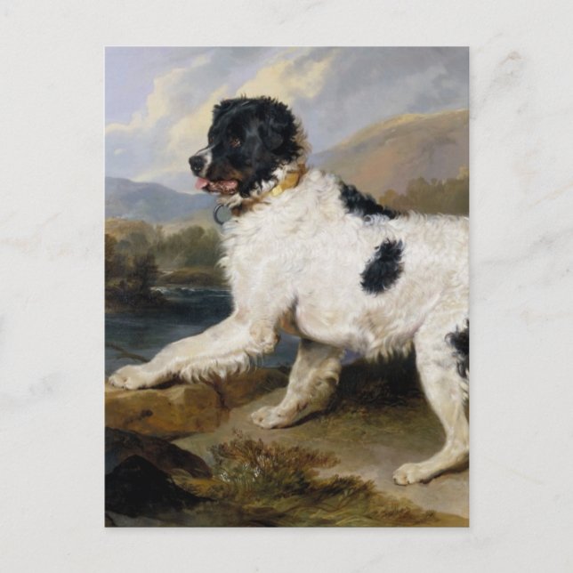 Postal Pintura de perro de Terranova (Anverso)