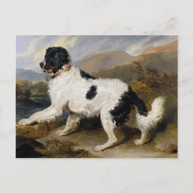 Postal Pintura de perro de Terranova (Anverso)
