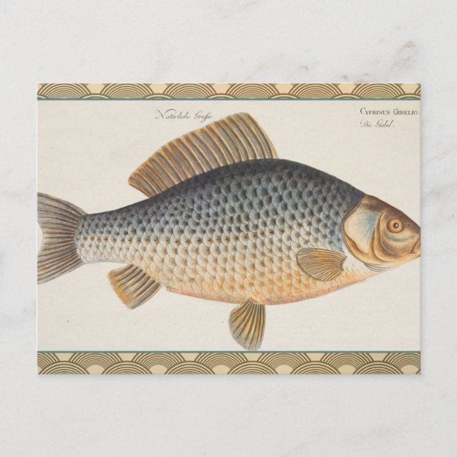 Postal pintura de pesca de carpa dibujo de agua dulce  (Anverso)