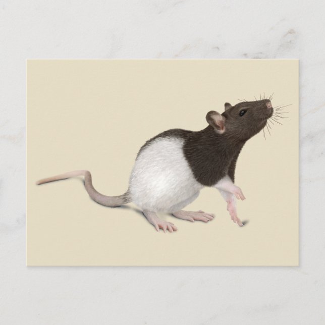 Postal Pintura de rata mascota (Anverso)