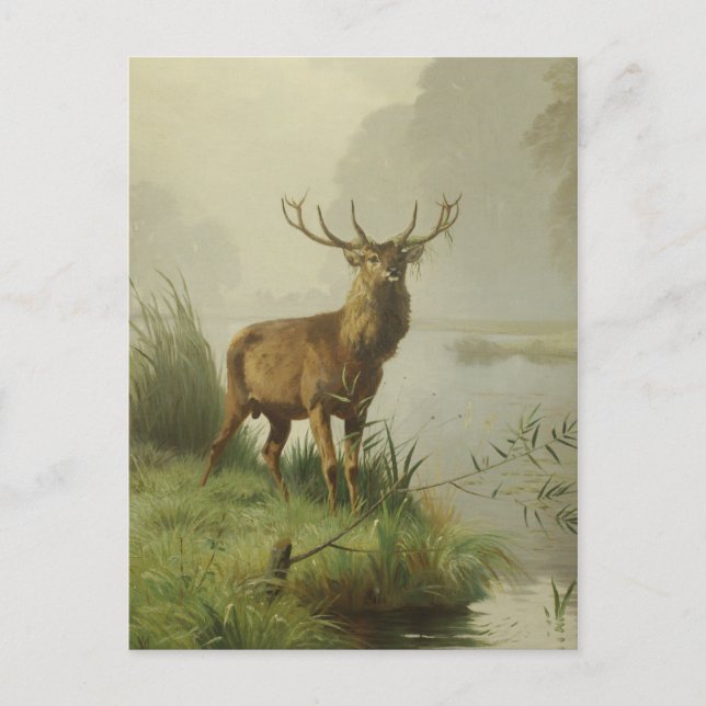 Postal Pintura de Red Deer (Anverso)