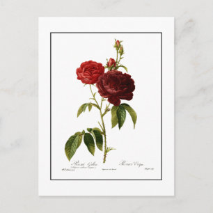 Postal Pintura de rosas de color rojo profundo