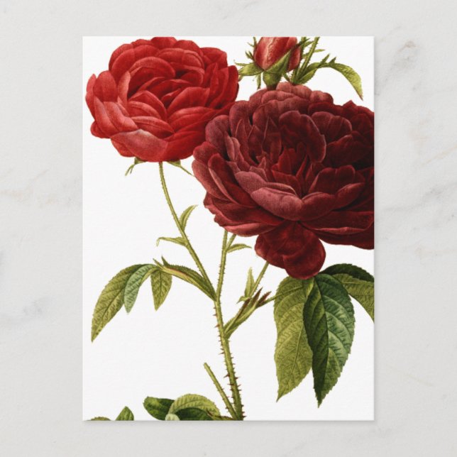 Postal Pintura de rosas de color rojo profundo (Anverso)