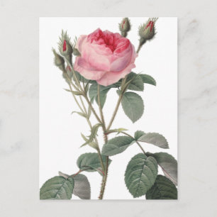 Postal Pintura de rosas de color rosa pálido