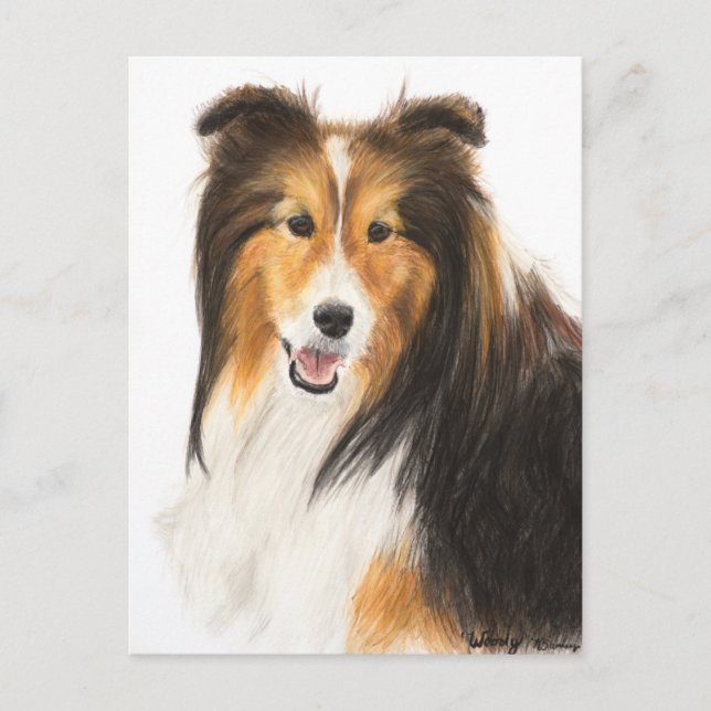 Postal Pintura de Sheltie o de Sheepdog Shetland (Anverso)