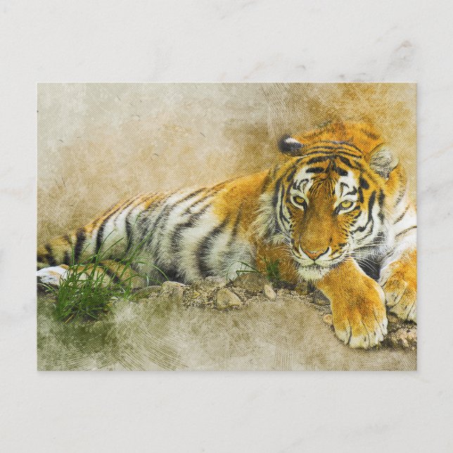 Postal Pintura de tigre (Anverso)