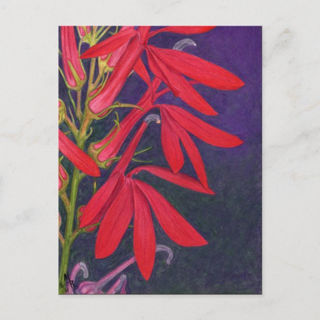 Postal Pintura floral cardinal (Anverso)