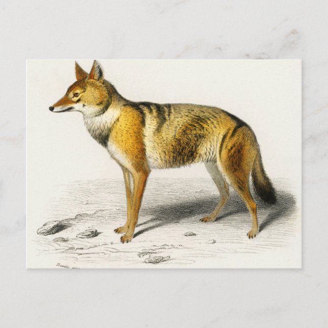 Postal Pintura Fox (Anverso)