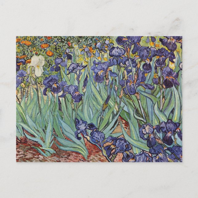 Postal Pintura impresionista de Van Gogh Irises (Anverso)