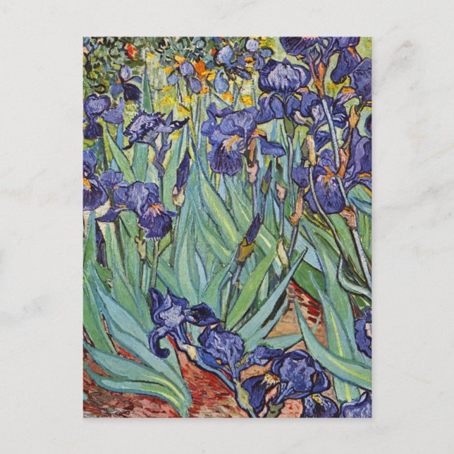 Postal Pintura impresionista de Van Gogh Irises (Anverso)