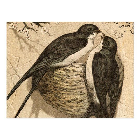 Postal Pintura linda blanca negra de los pájaros del amor