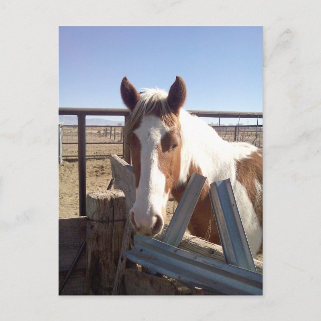 Postal Pintura observada soñolienta (Anverso)