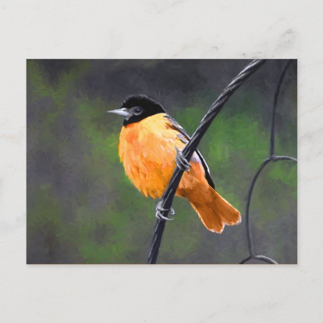 Postal Pintura Oriole - Arte original de aves (Anverso)