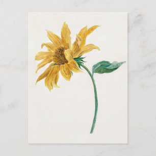 Postal pintura Rama con un girasol (1714–1760)