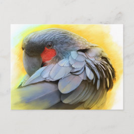 Postal Pintura realista de Black Palm Cockatoo