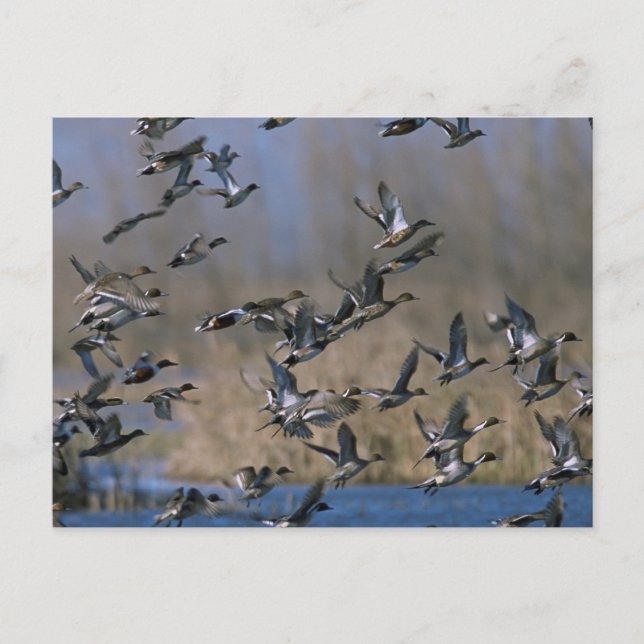 Postal Pinturas en el vuelo (Anverso)