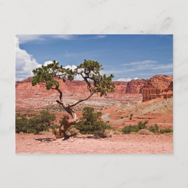 Postal Pinyon Pine Tree (Anverso)