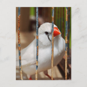 Postal Pinzón cebra blanco en jaula